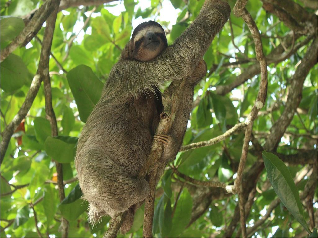 Hotel Caribbean Coconut Cahuita Εξωτερικό φωτογραφία