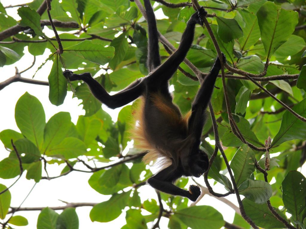 Hotel Caribbean Coconut Cahuita Εξωτερικό φωτογραφία