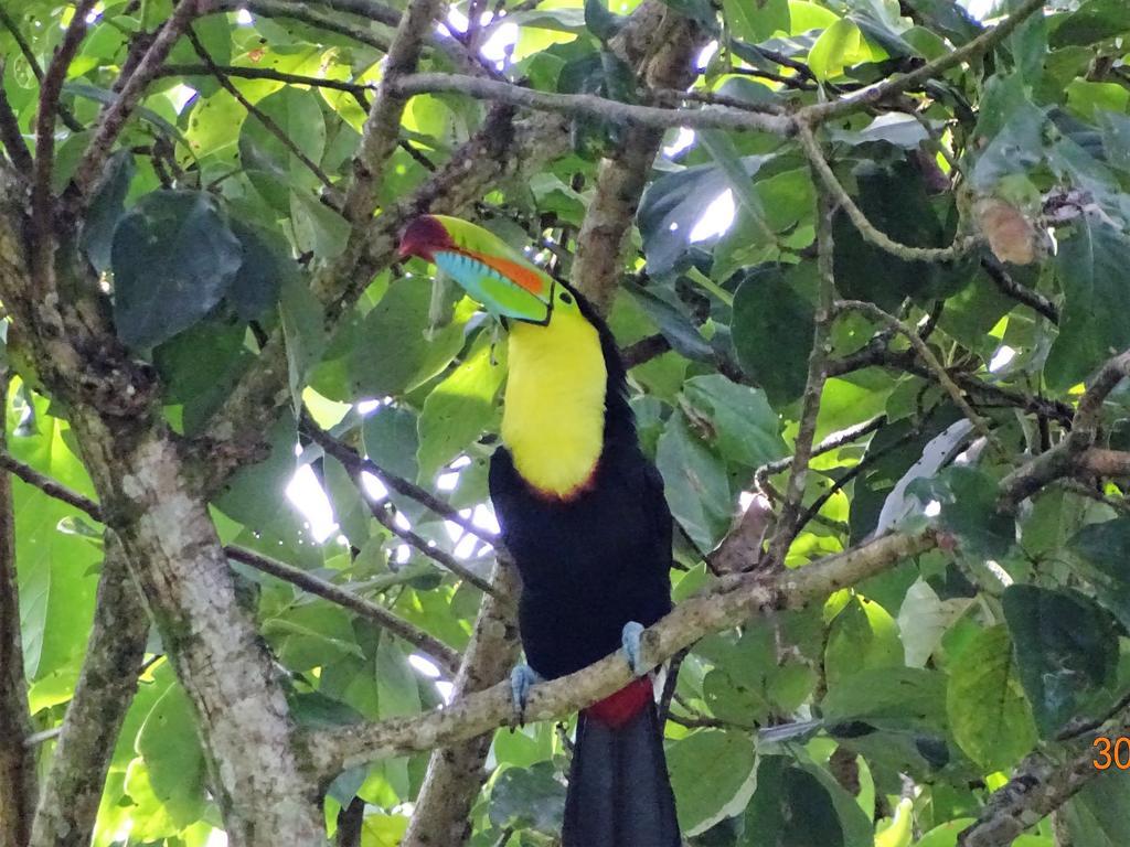 Hotel Caribbean Coconut Cahuita Εξωτερικό φωτογραφία