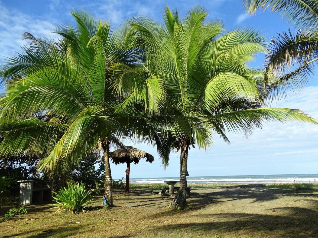 Hotel Caribbean Coconut Cahuita Εξωτερικό φωτογραφία