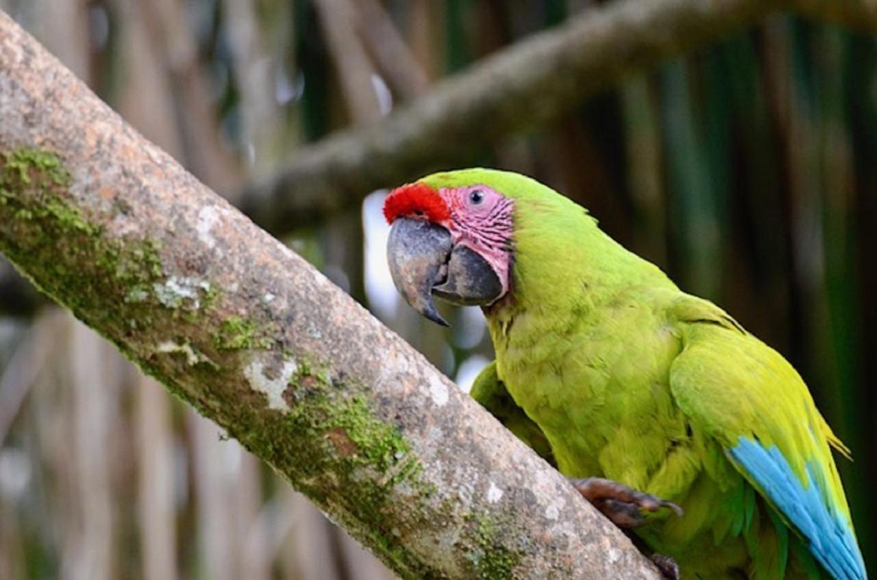 Hotel Caribbean Coconut Cahuita Εξωτερικό φωτογραφία